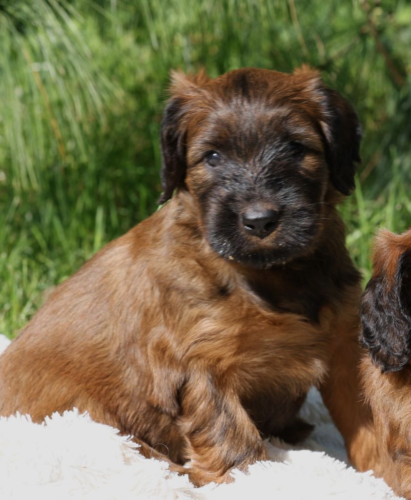 Du Ruy Des Alléades - Chiots disponibles - Berger de Brie