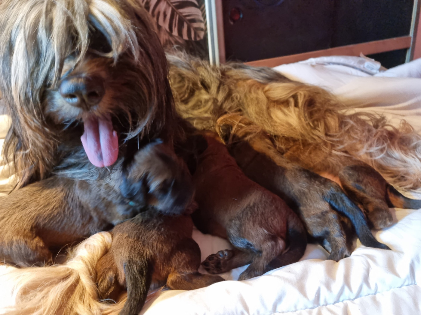 Chiot Berger de Brie Du Ruy Des Alléades