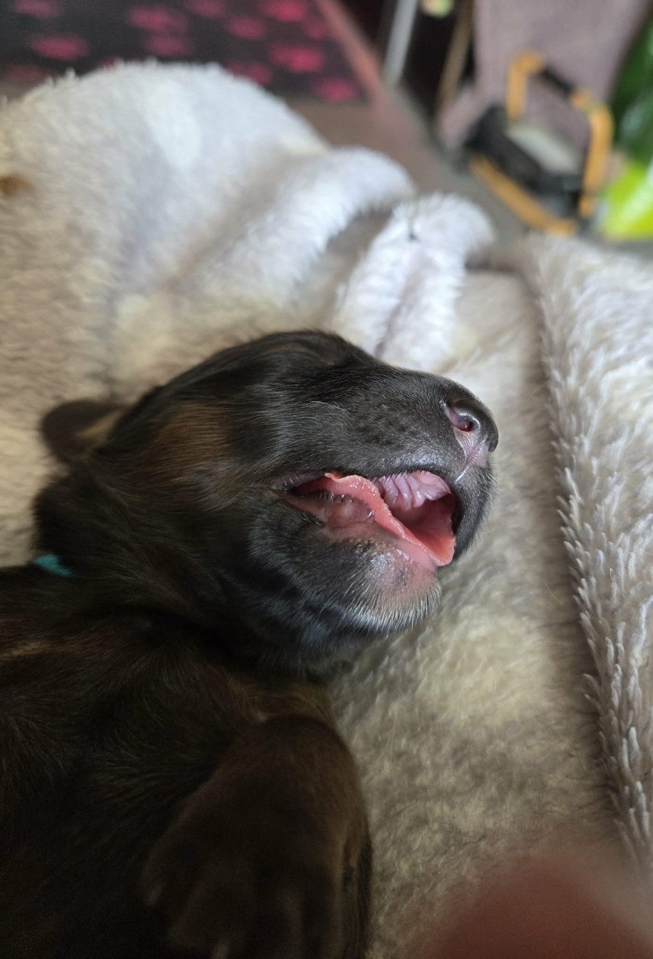 Du Ruy Des Alléades - Chiots disponibles - Berger de Brie