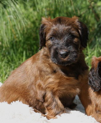 CHIOT 5