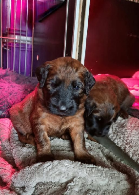CHIOT 3