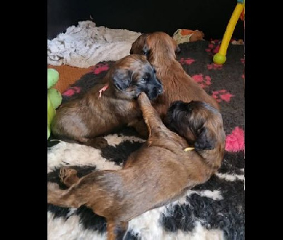 CHIOT 2