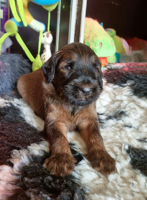 CHIOT 4