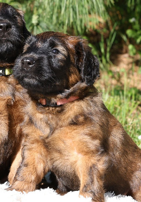 CHIOT 1